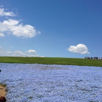 Photo taken at Hitachi Seaside Park by myubyon S. on 5/3/2013