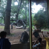 Photo taken at Gorilla Exhibit by Kerry K. on 7/16/2017