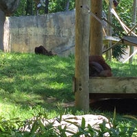 Photo taken at Orangutan Exhibit by Kerry K. on 5/14/2017