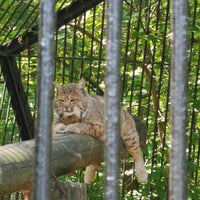 Photo taken at Novosibirsk Zoo by глазырина и. on 6/16/2021