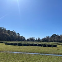 Foto scattata a Charleston Tea Plantation da Trisha M. il 3/12/2024