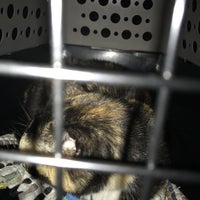 Anne Arundel Veterinary Emergency Clinic 2 Tips From 168 Visitors