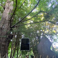 Photo taken at 王子神社のイチョウ by ゆ on 6/17/2021