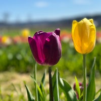 Photo taken at Stepp Apple Orchard by Marcio M. on 3/30/2024