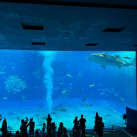 Photo taken at Okinawa Churaumi Aquarium by MetroCat･メトロキャット on 4/17/2024