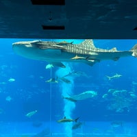 Photo taken at Okinawa Churaumi Aquarium by MetroCat･メトロキャット on 4/17/2024