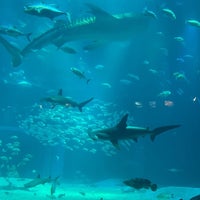 Photo taken at Osaka Aquarium Kaiyukan by Abdulaziz Q on 4/22/2024