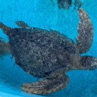 Photo taken at Sea Turtle Pool by フダモン on 2/26/2023