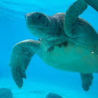 Photo taken at Sea Turtle Pool by 深紅 on 12/12/2023