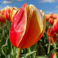 Wooden Shoe Tulip Farm - 24 tips