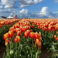 Wooden Shoe Tulip Farm - 24 tips