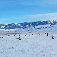 national elk refuge national elk refuge