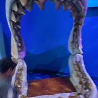 3/25/2024にSunRayがSea Life Aquariumで撮った写真