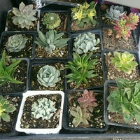 Martinez Nursery Anaheim Ca Photo Taken At Martinez Nursery By S W On 1 4 2017