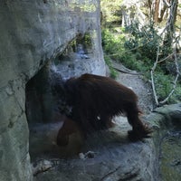 Photo taken at Orangutan Exhibit by Omkar K. on 4/3/2016