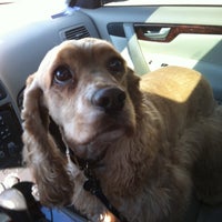 julie's mobile dog grooming