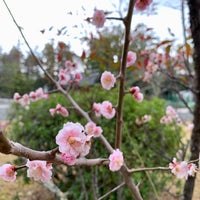 Photo taken at 広隆寺 by Kabuuska on 3/13/2023