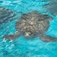 Photo taken at Sea Turtle Pool by が.rr on 1/11/2024