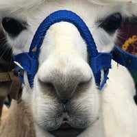 Photo taken at Alpacas by Melissa K. on 8/25/2018