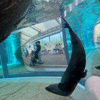 京都水族館 アザラシ水槽 Aquarium In Kyoto