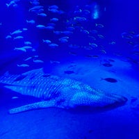 Photo taken at Osaka Aquarium Kaiyukan by ますみ on 3/3/2024