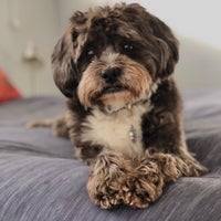 carrie's dog day care