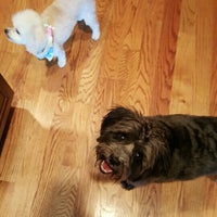 carrie's dog day care