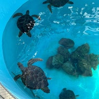 Photo taken at Sea Turtle Pool by Jia Xi L. on 12/30/2023