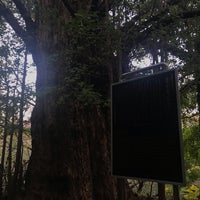 Photo taken at 王子神社のイチョウ by 糖尿の ヒ. on 11/7/2018