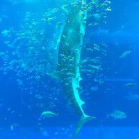 Photo taken at Okinawa Churaumi Aquarium by タケコ on 4/20/2024