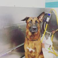 Foto diambil di Dunk&amp;#39;n Dogs Dogwash and Professional Grooming oleh user481249 u. pada 11/3/2020