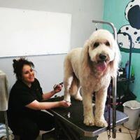 Photo taken at Dunk&#39;n Dogs Dogwash and Professional Grooming by user481249 u. on 11/3/2020