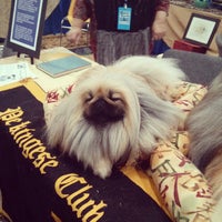 Photo taken at American Kennel Club Meet The Breeds by Rachel L. on 9/29/2013