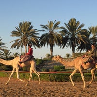نادي دبي لسباقات الهجن Dubai Camel Racing Club
