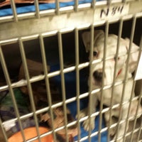 Animal Welfare League - Chicago Ridge, IL Animal Welfare League - Chicago Ridge, IL