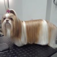 Photo taken at Woof Gang Bakery &amp;amp; Grooming Plano by user481253 u. on 11/4/2020