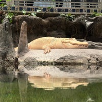 Das Foto wurde bei Claude the Albino Alligator von Blue H. am 2/9/2024 aufgenommen