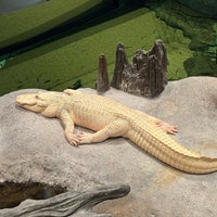 รูปภาพถ่ายที่ Claude the Albino Alligator โดย Blue H. เมื่อ 2/9/2024