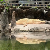 2/9/2024にBlue H.がClaude the Albino Alligatorで撮った写真