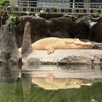 Photo taken at Claude the Albino Alligator by Blue H. on 2/9/2024