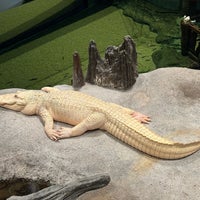 Das Foto wurde bei Claude the Albino Alligator von Blue H. am 2/9/2024 aufgenommen