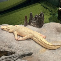 2/9/2024 tarihinde Blue H.ziyaretçi tarafından Claude the Albino Alligator'de çekilen fotoğraf