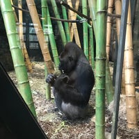 Photo taken at Regenstein Center for African Apes by Molly E. on 2/19/2018