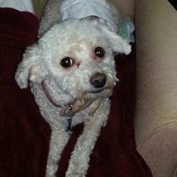Featured image of post Soco Pet Lounge
