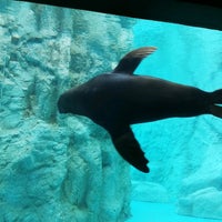 ズーラシア ミナミアフリカオットセイ