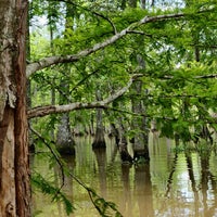 Photo taken at Dr. Wagner&amp;#39;s Honey Island Swamp Tour by Kayla on 5/28/2021