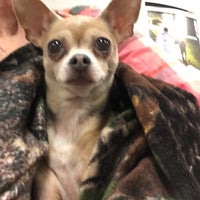 vca southeast animal hospital