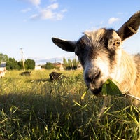 Das Foto wurde bei The Belmont Goats von The Belmont Goats am 7/1/2013 aufgenommen