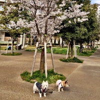 Photo taken at 新田地区 荒川の五色桜 by yasu J. on 4/8/2012