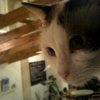 猫カフェ Keurig The Loft 3 Tips From 260 Visitors